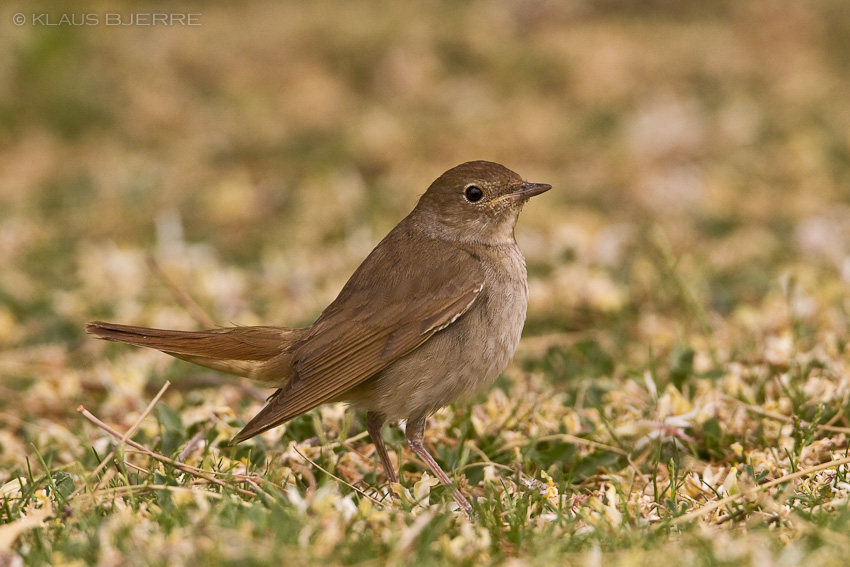 Thrush Nightingale_KBJ2981.jpg - Thrush Nightingale - Kibbutz Lotan